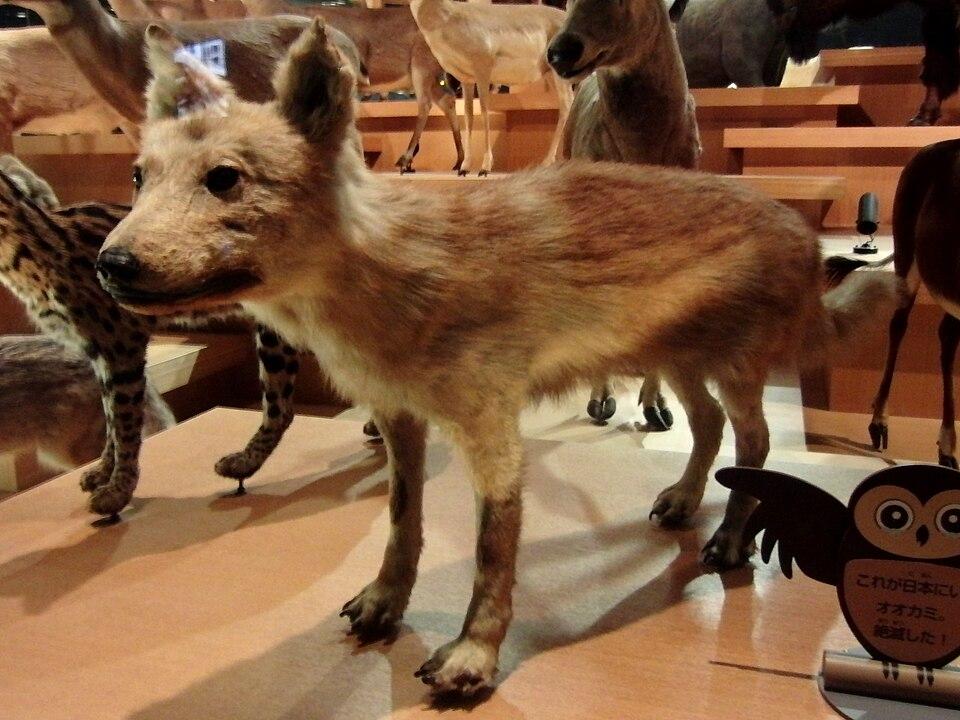 Japanese_Wolf.jpg
