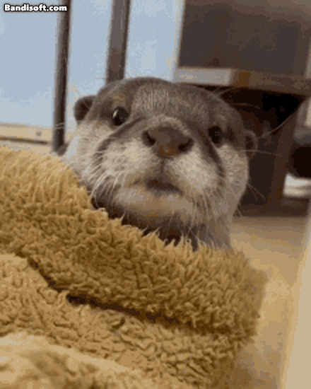Honeycam 2025-09-25 09-55-13.gif