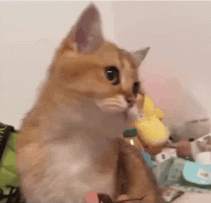 4236.gif