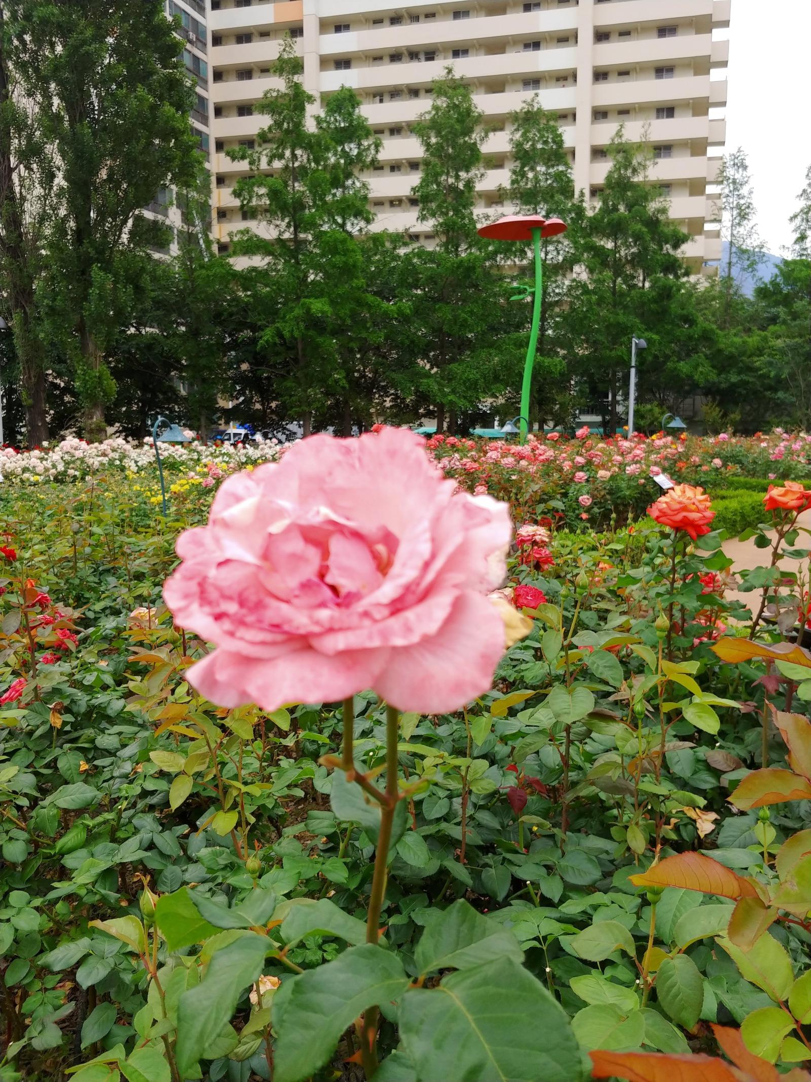 20180528_093323.jpg