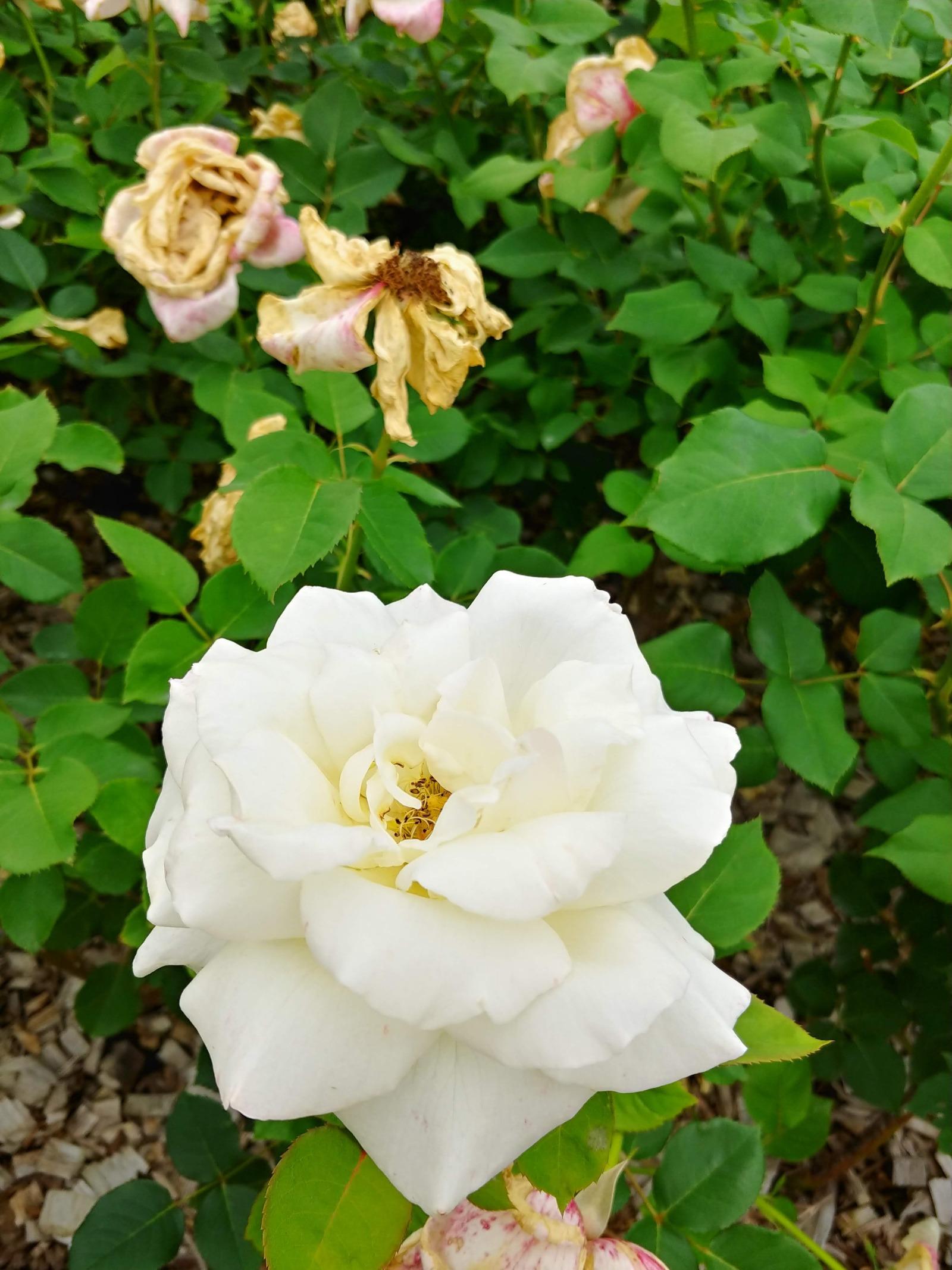 20180528_093337_HDR.jpg
