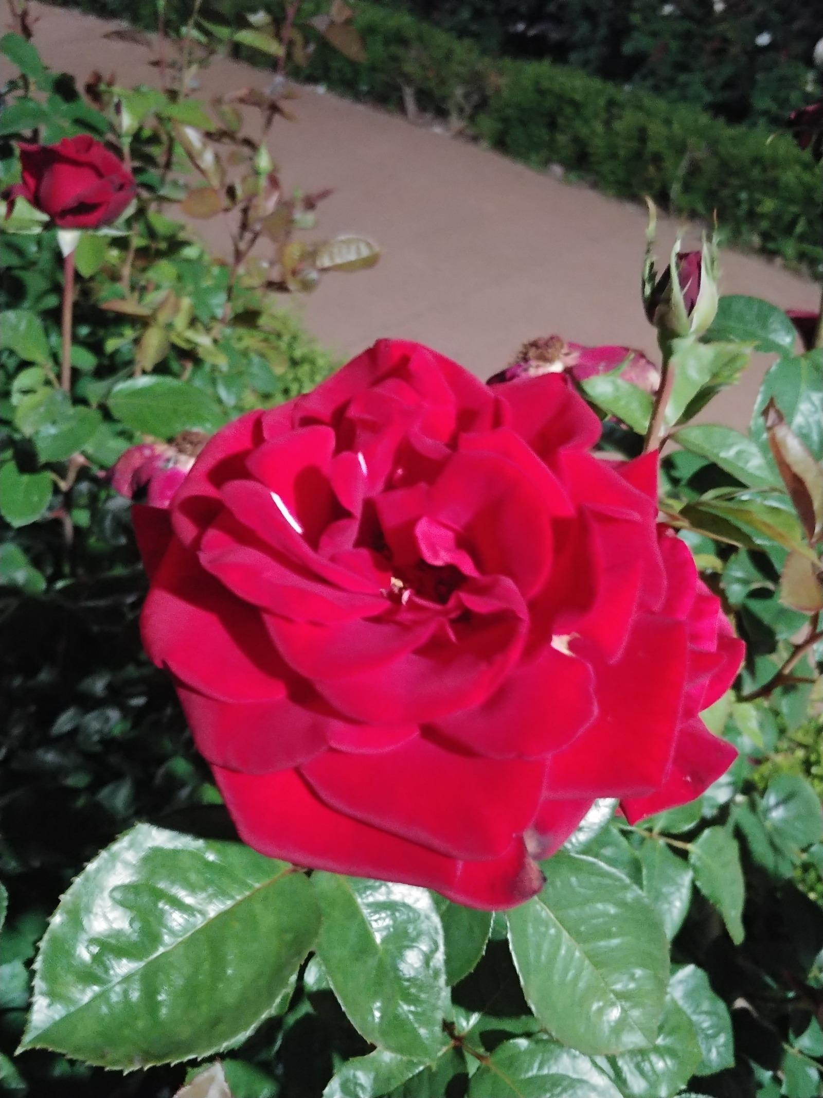 20180527_205155.jpg