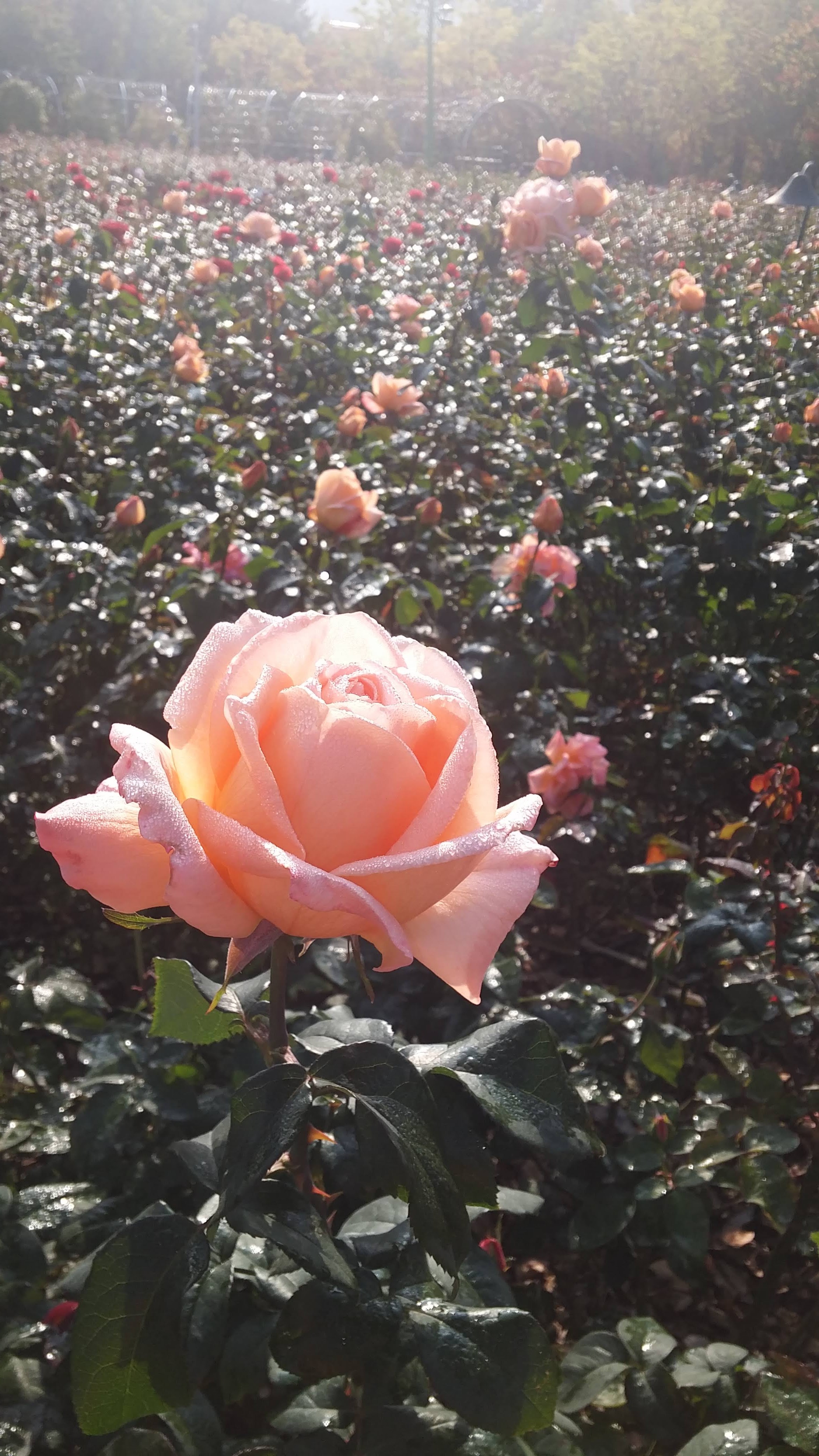 20151023_090553.jpg