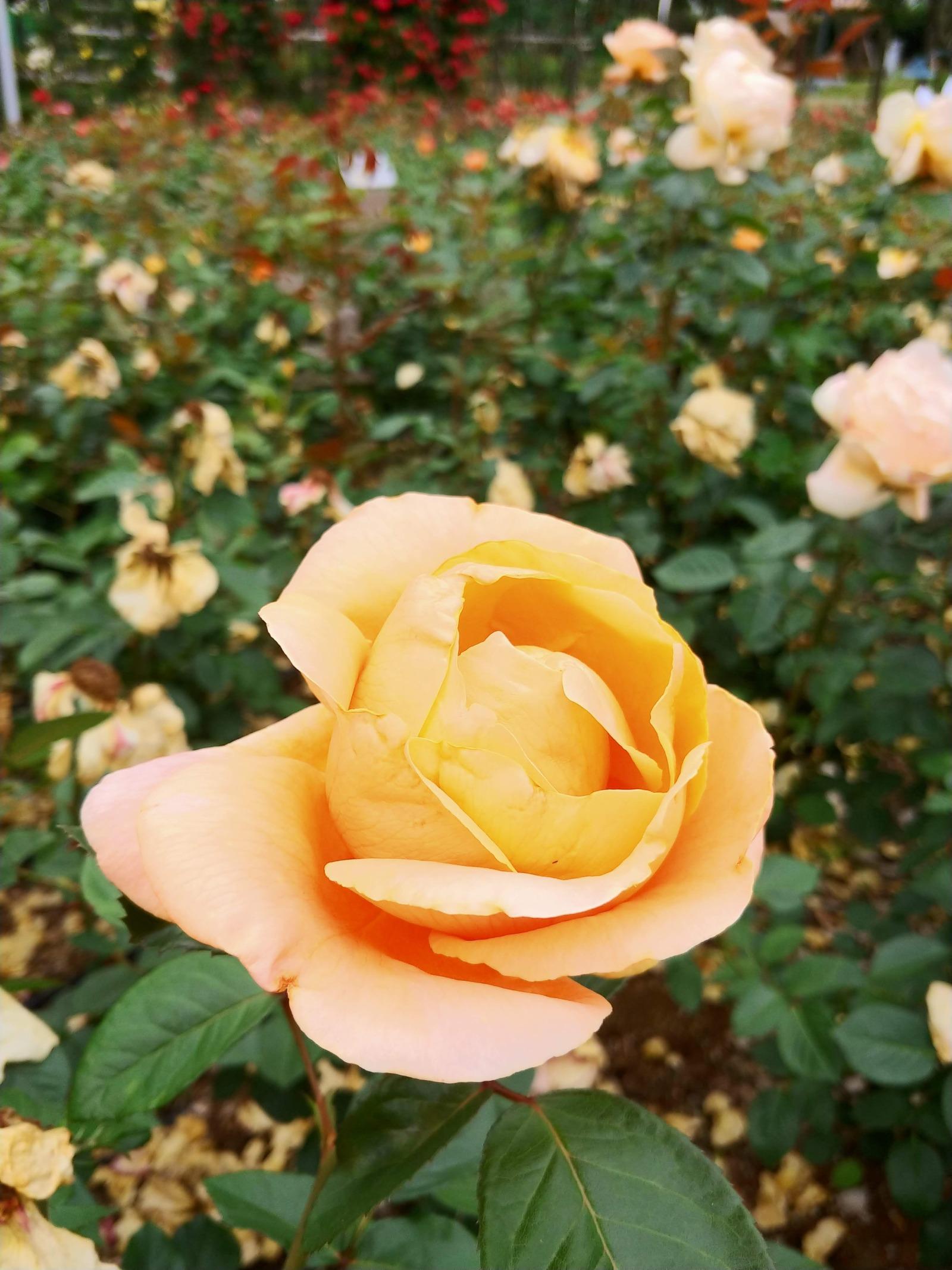 20180528_093711.jpg