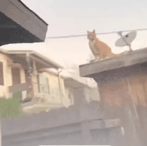 4587.gif