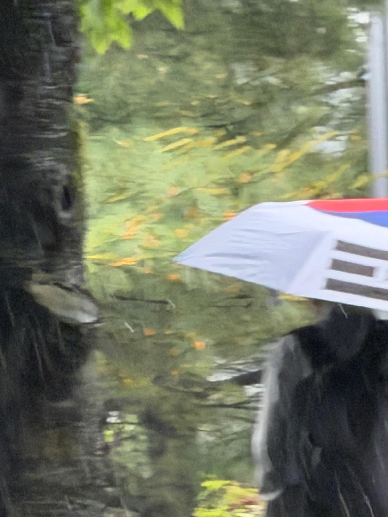 IMG_4342.jpeg