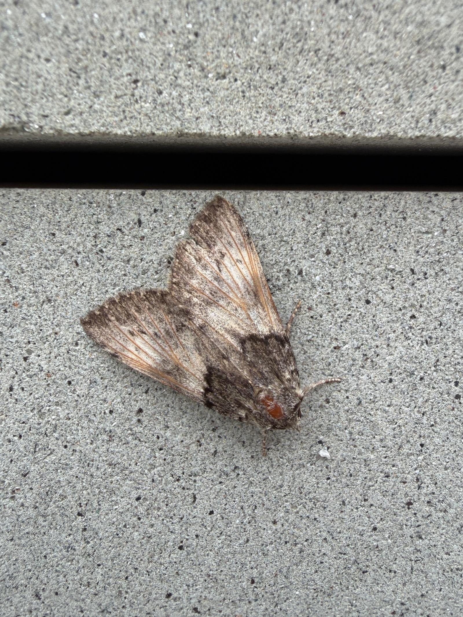 IMG_4627.jpeg
