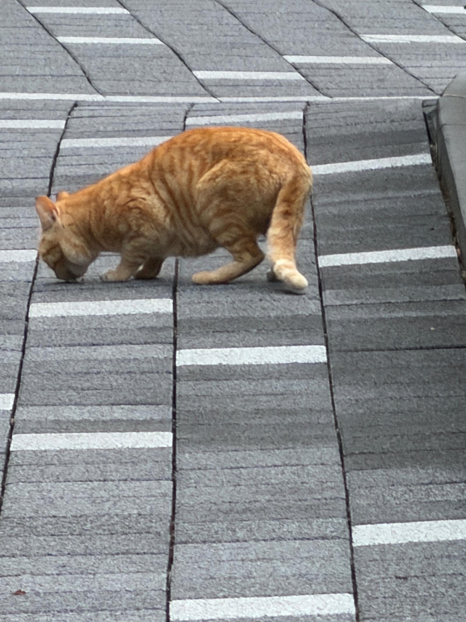IMG_4637.jpeg