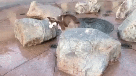 비데.gif