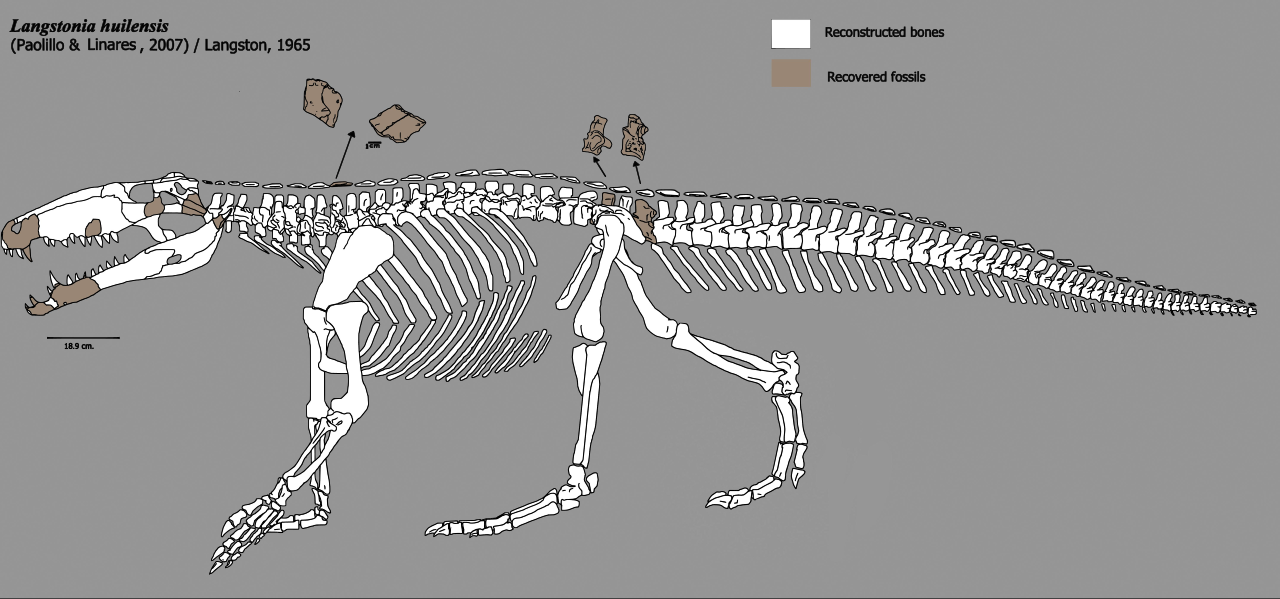 Langstonia_skeleton.svg.png