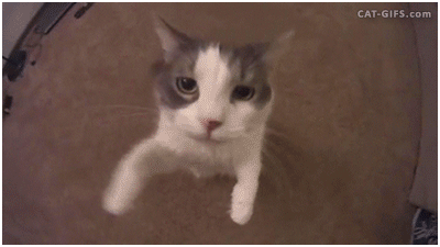 3717621407_WruD4LYp_B3C9C3F2.gif