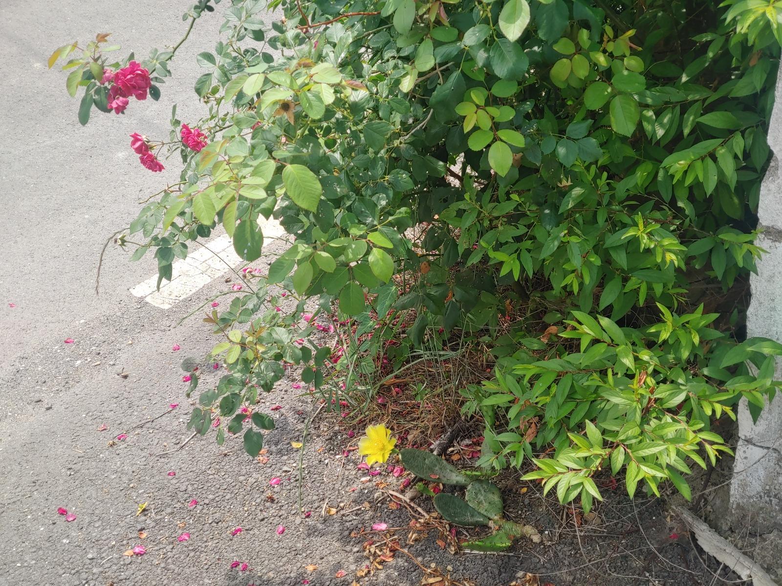 20260609_111501_HDR.jpg