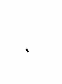 flue-flies.gif