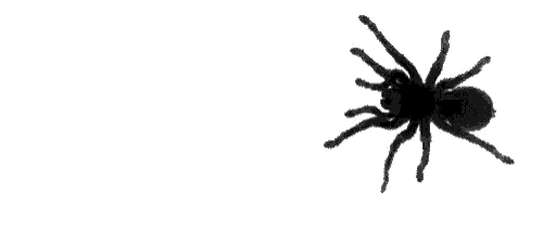 spider.gif