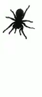 spider-crawling.webp