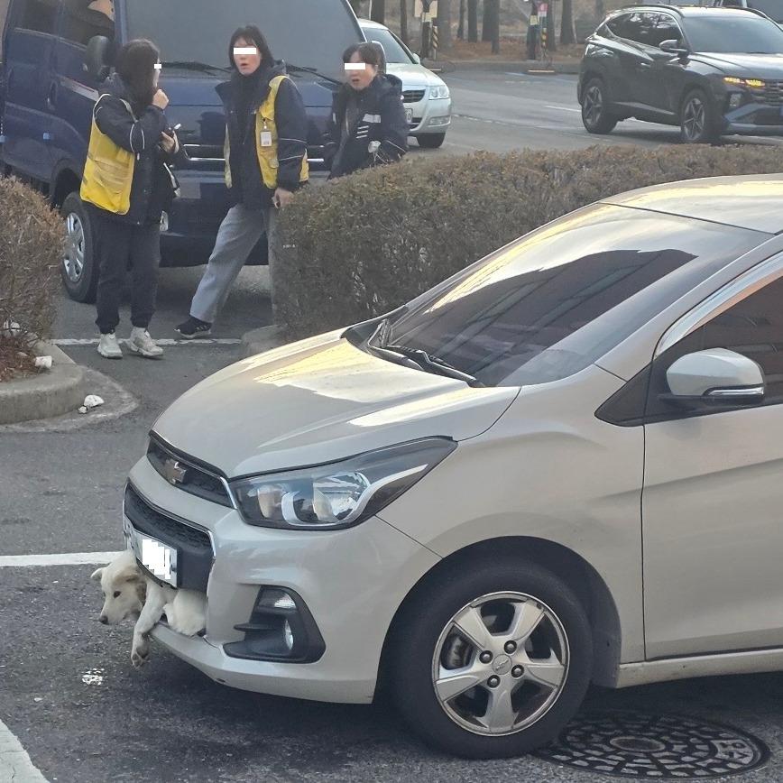 보배드림 이메일 제보-제보 내용-부산에서 강아지가스파크 앞쪽에 끼인 채 주행했습니다스파크 운전자는충돌 후 상황을 모를 수 있습니다보행자분들도 많이 놀라셨습니다119가 출동했 (1).jpg