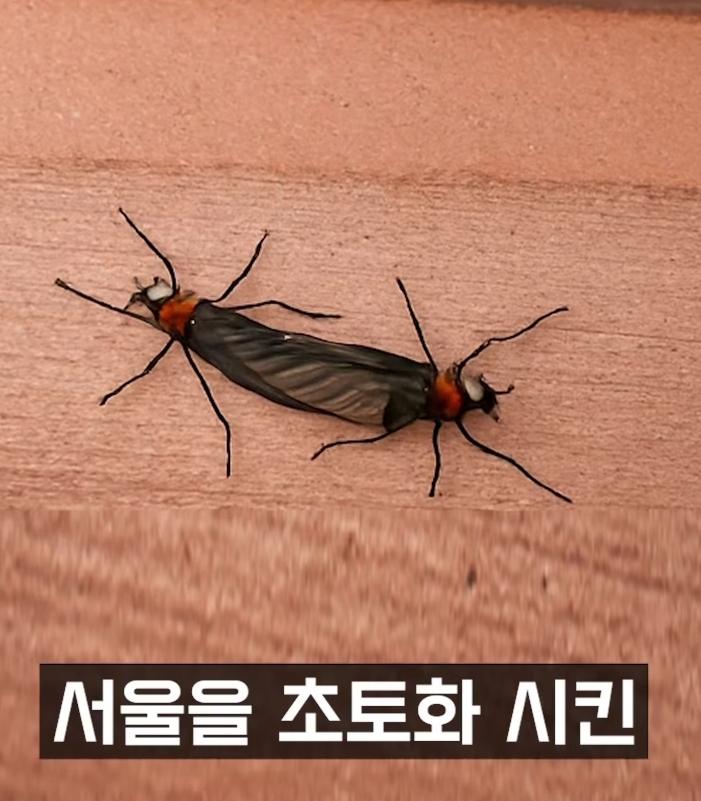 러브버그 무한리필 오픈 소식들은... | 보배드림 신유머/이슈/움짤