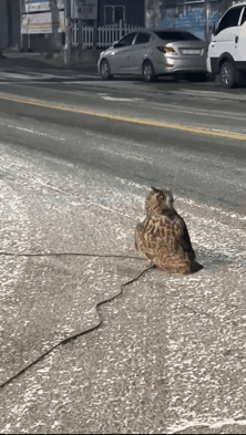 1752119307253-3.gif