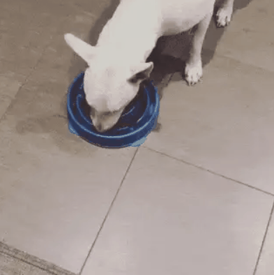 강아지_급하게_못먹도록_만든_그릇.gif