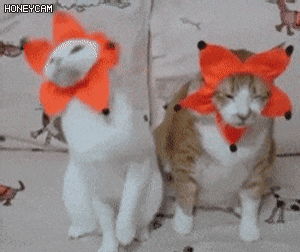 DwcL1661843861_1780339353.gif