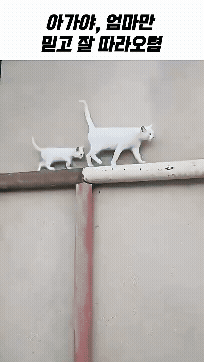 Adobe Express - e_saea03f002_8c7ebf4aa57f7b674dc839832e7092e6b92b3d56.gif