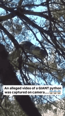GIF_20260202_212840_044.gif