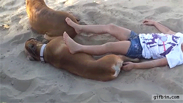 dog-gets-revenge-on-girl (1).gif
