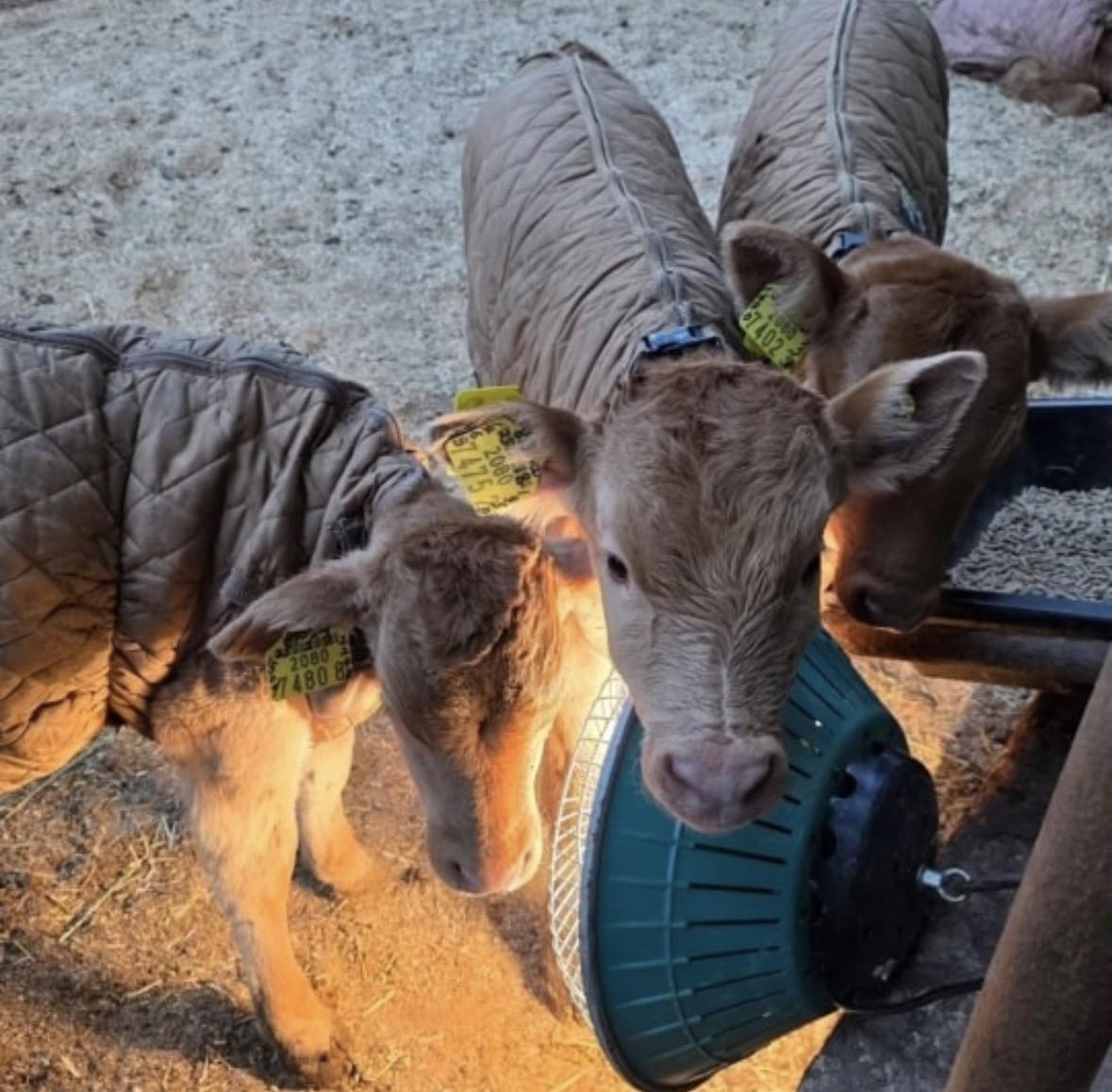 IMG_1239.jpeg