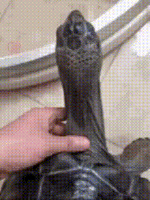 SaveTwitter.Net_G_qVLHEbYAAWlCN__gif_.gif