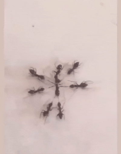 698a729a14d38.gif