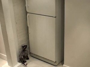 c91888df713aa6788fd7a6a1f5a3d7c60ba78533.gif