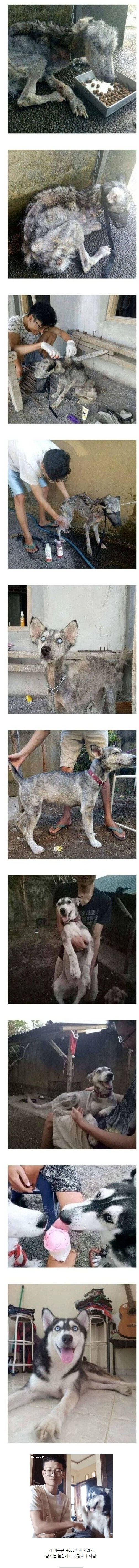 버려진 허스키를 데려다  키운 사람