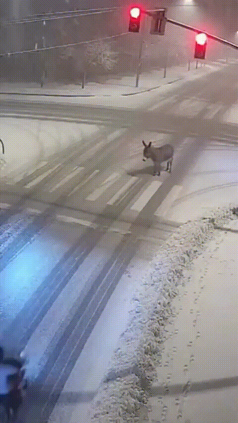 SaveTwitter.Net_UlpnUdrDC7RHcPd9__852p_.gif