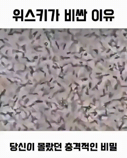 SaveTwitter.Net_ytaKzqM76KbUrp0A__600p_.gif