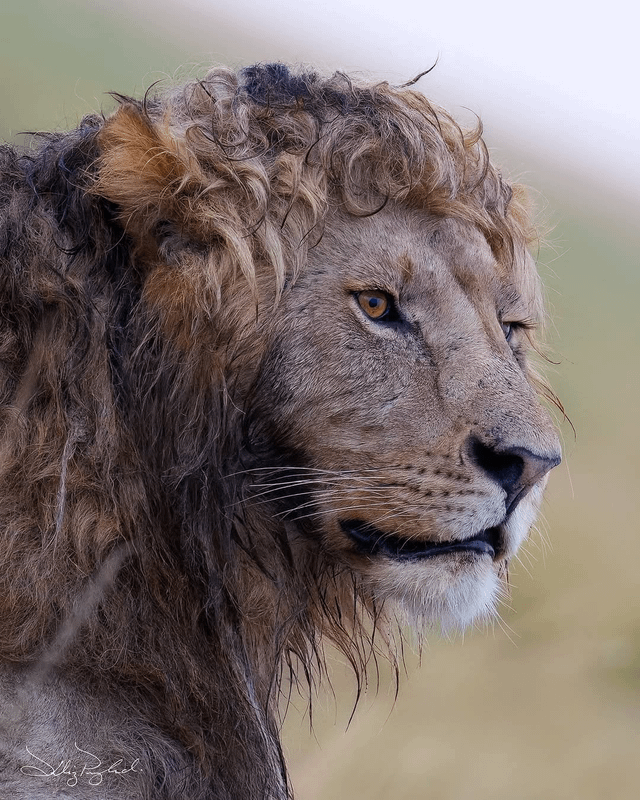 photographer-captures-unique-picture-of-a-lion-with-v0-tvfteif820mg1.png