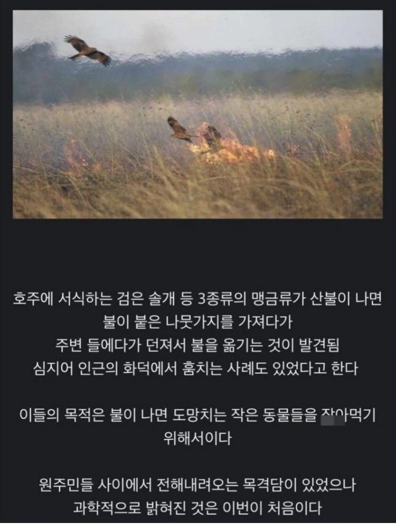 19ca141d4731307e9.webp