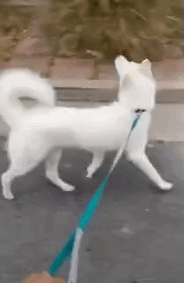 1000057127.gif
