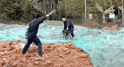 Animation.gif