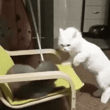 GIF_20260304_184605_389.gif