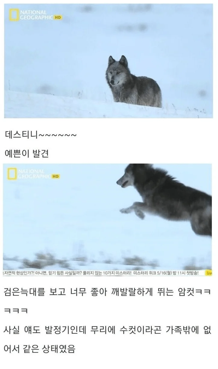 31.webp