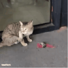 1000000198.gif