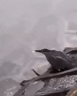 1000057987.gif