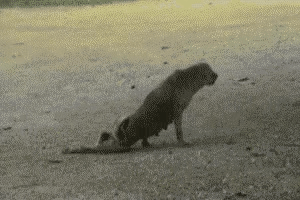GIF_20260310_102928_646.gif