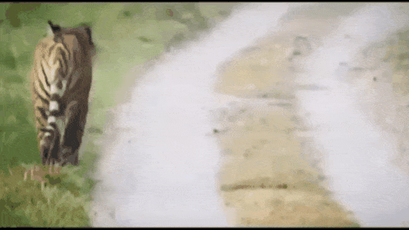 8a83d704ab26c7c4ffab06b6fbe857a104498258.gif