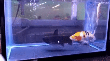 Gwo598d51c440200.gif