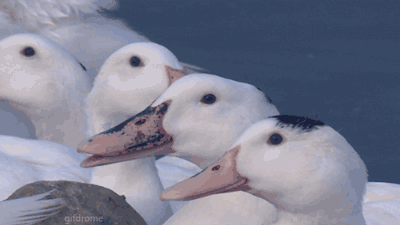 1772771398.gif