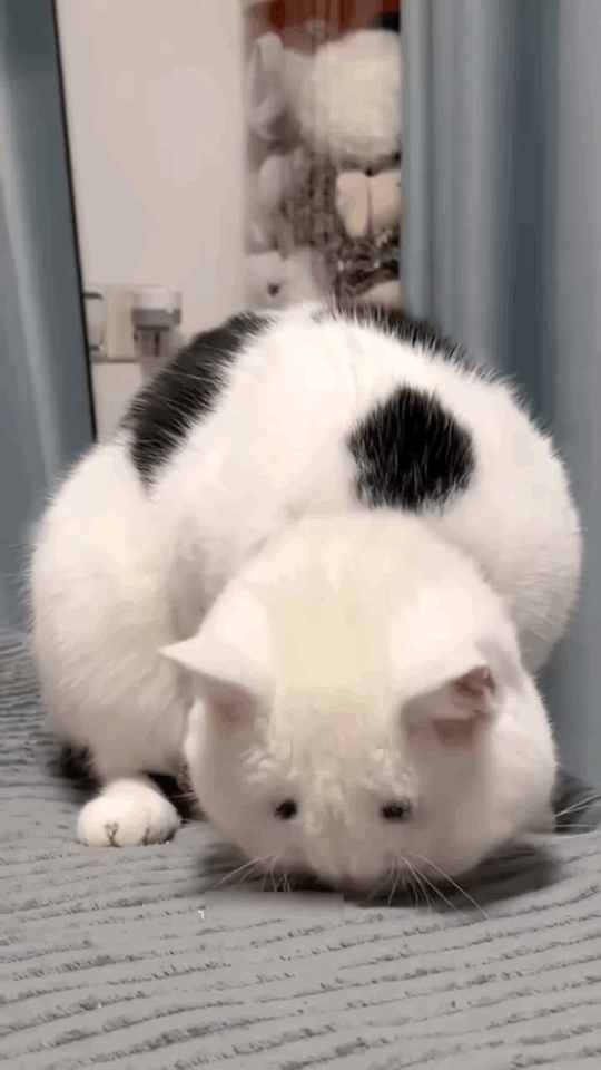 IMB_MqR1TT.gif