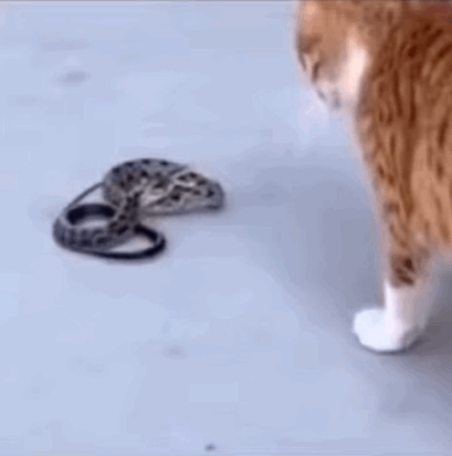 4.gif