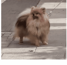 Animation.gif