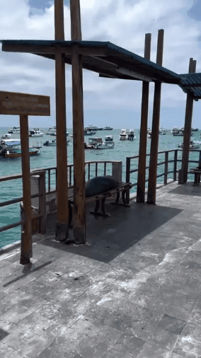 GIF_20260317_154705_684.gif